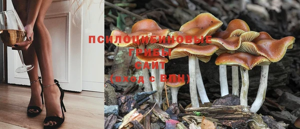 сатива Корсаков